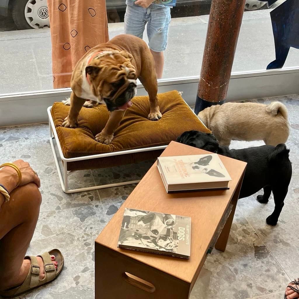 Chiens dans la boutique merci murphy® — un espace de vie partagé